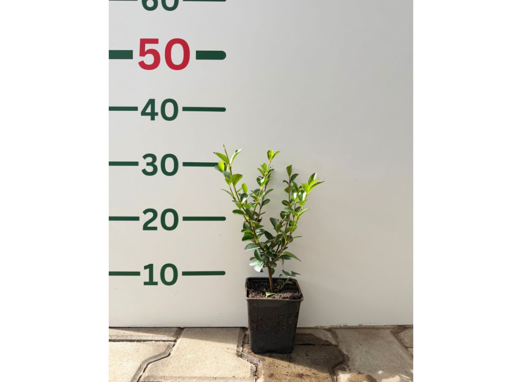 Ptačí zob vejčitolistý, výška 20–40 cm, květináč 9 cm