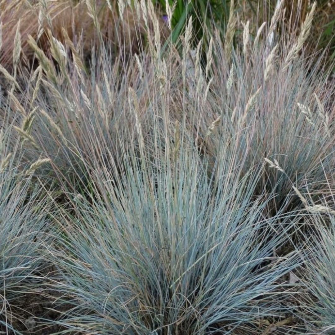 Kostřava popelavá Blauglut, květináč 9 cm