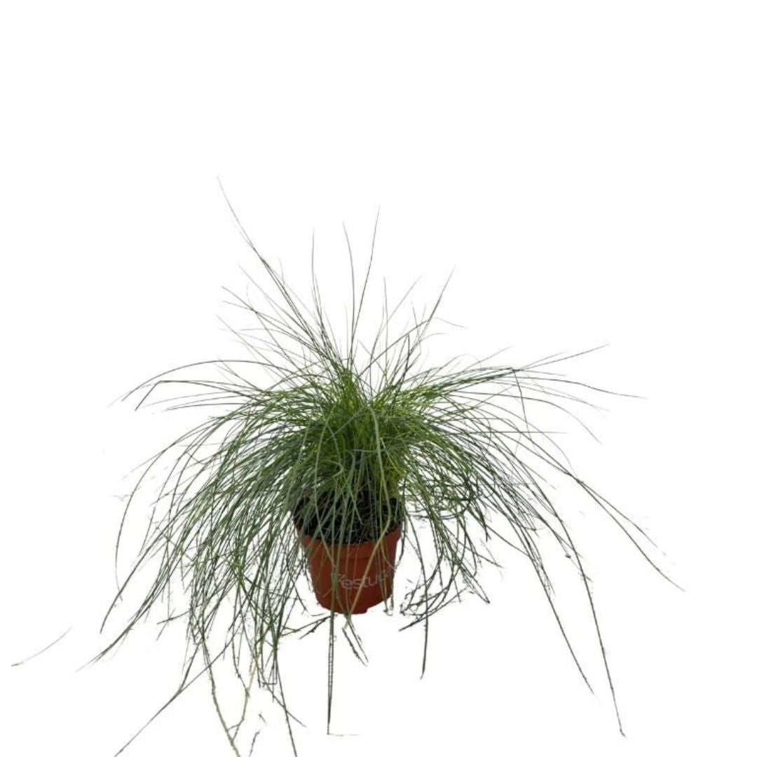 Kostřava popelavá Blauglut, květináč 9 cm