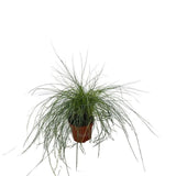 Kostřava popelavá Blauglut, květináč 9 cm