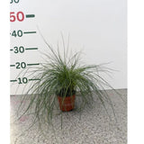 Kostřava popelavá Blauglut, květináč 9 cm