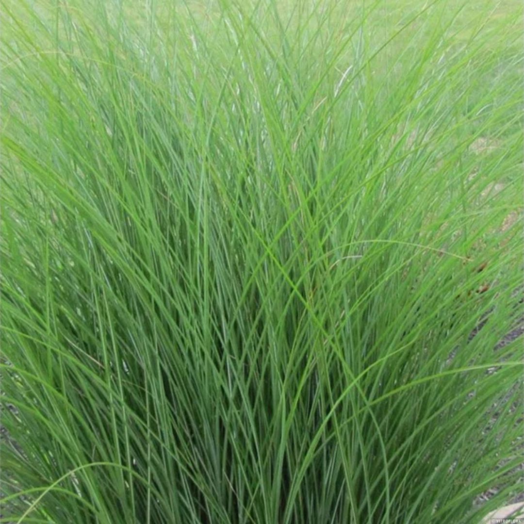 Ozdobnice čínská Gracillimus, květináč 9 cm
