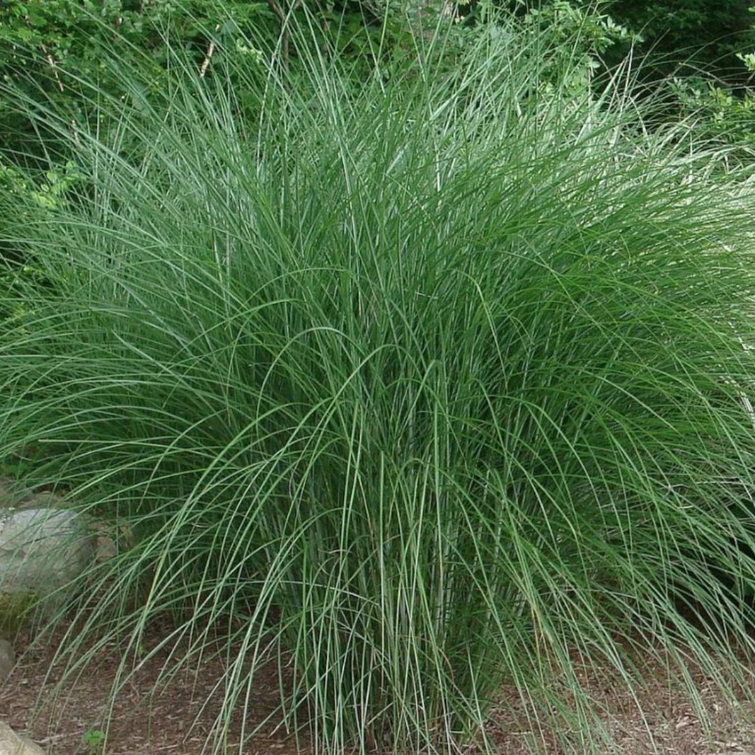 Ozdobnice čínská Gracillimus, květináč 9 cm