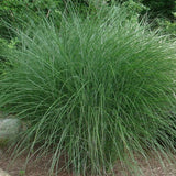 Ozdobnice čínská Gracillimus, květináč 9 cm