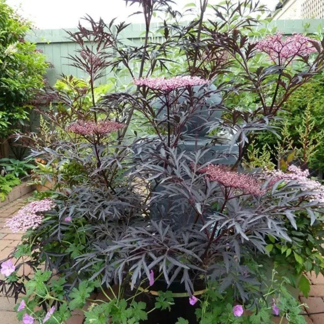 Bez černý Black Lace, výška 15–30 cm, květináč 9 cm