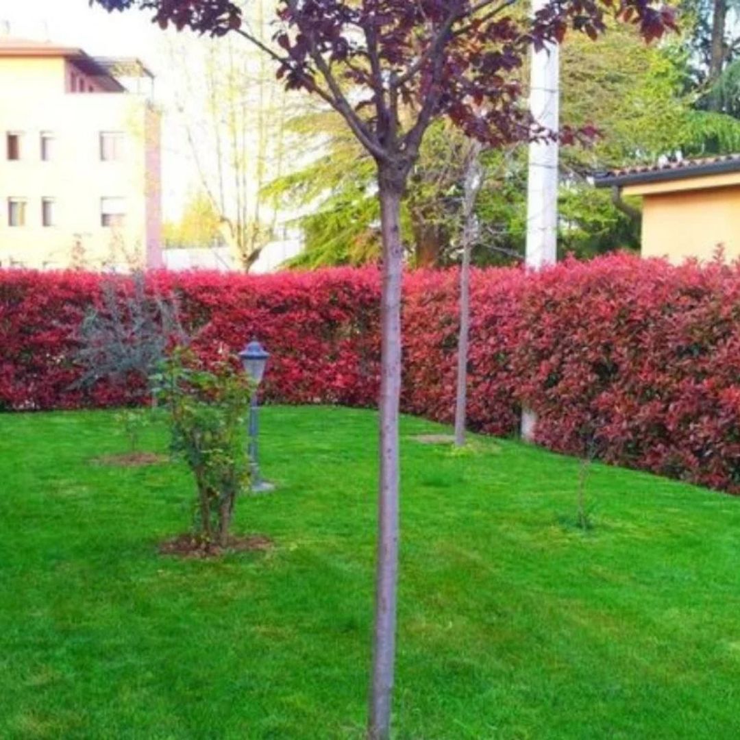 Blýskavka Fraserova Red Robin, výška 30–40 cm, květináč 17 cm