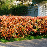Blýskavka Fraserova Red Robin, výška 30–40 cm, květináč 17 cm