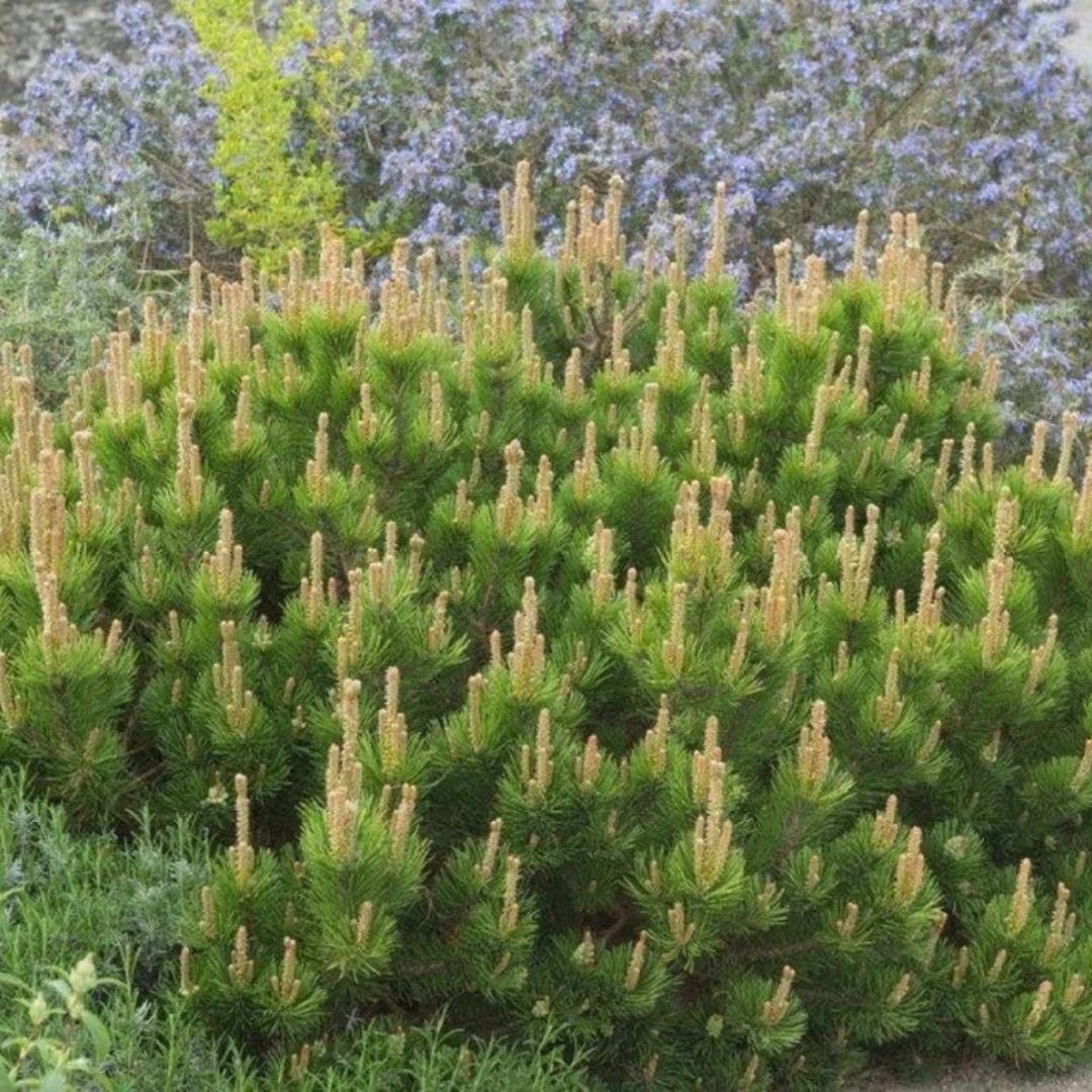 Borovice kleč Mughus, výška 10–20 cm, květináč 9 cm