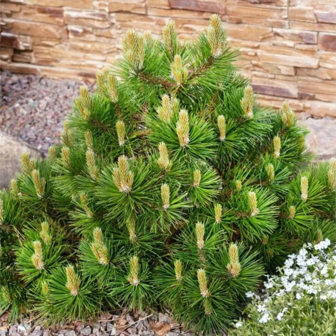 Borovice kleč Mughus, výška 10–20 cm, květináč 9 cm
