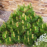Borovice kleč Mughus, výška 10–20 cm, květináč 9 cm