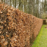 Buk lesní, výška 30–60 cm, květináč 9 cm