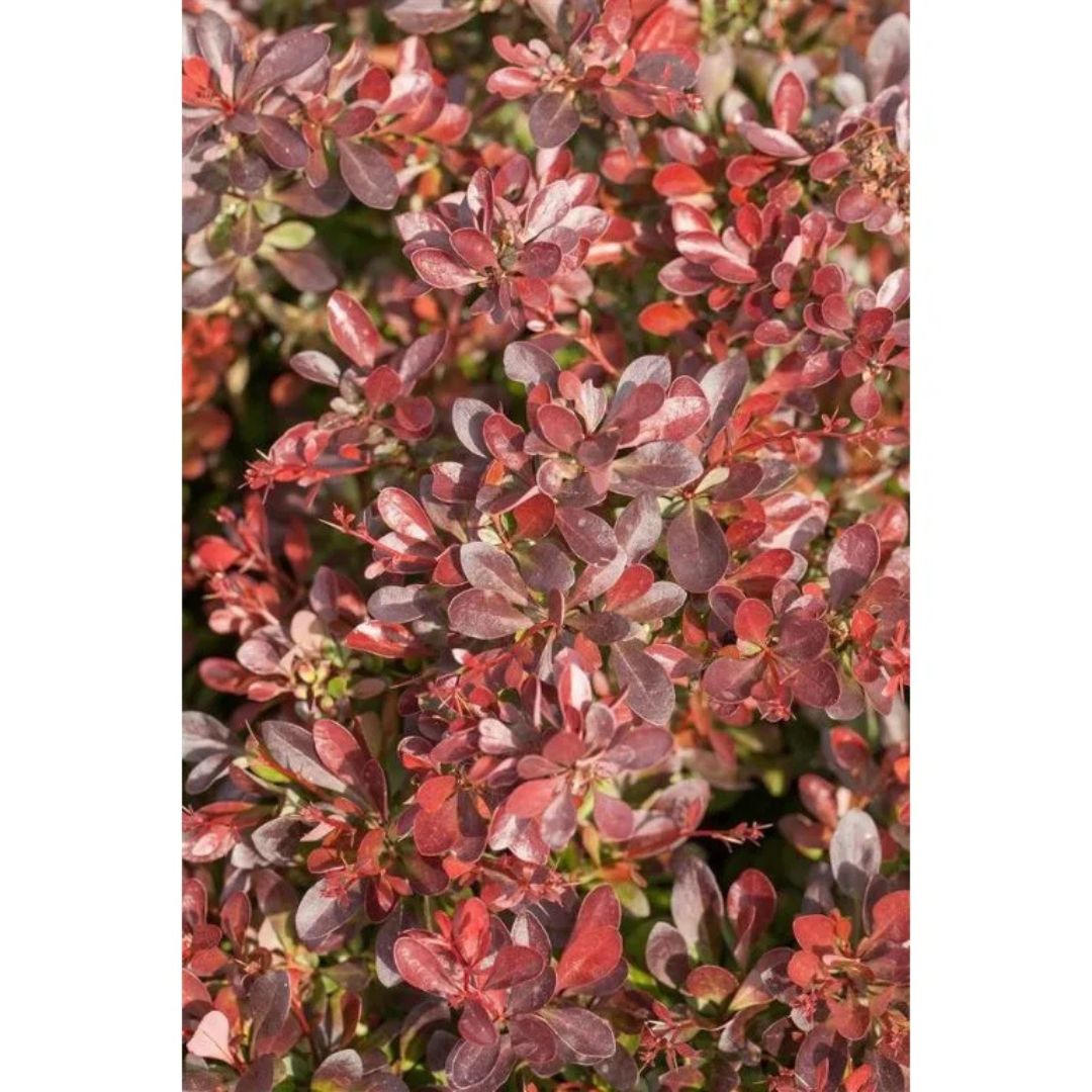 Dřišťál Thunbergův Atropurpurea Nana, výška 15–30 cm, květináč 9 cm