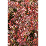Dřišťál Thunbergův Atropurpurea Nana, výška 15–30 cm, květináč 9 cm
