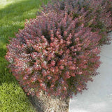Dřišťál Thunbergův Atropurpurea Nana, výška 15–30 cm, květináč 9 cm