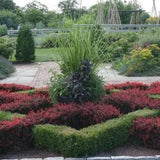 Dřišťál Thunbergův Atropurpurea Nana, výška 15–30 cm, květináč 9 cm