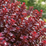Dřišťál Thunbergův Dart's Red Lady, výška 20–40 cm, květináč 2,5 l