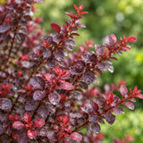 Dřišťál Thunbergův Dart's Red Lady, výška 20–40 cm, květináč 2,5 l