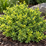 Dřišťál Thunbergův Kobold, výška 10–20 cm, květináč 2 l