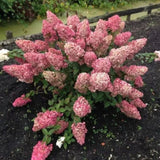 Hortenzie latnatá Sundae Fraise, výška 30–50 cm, květináč 3 l