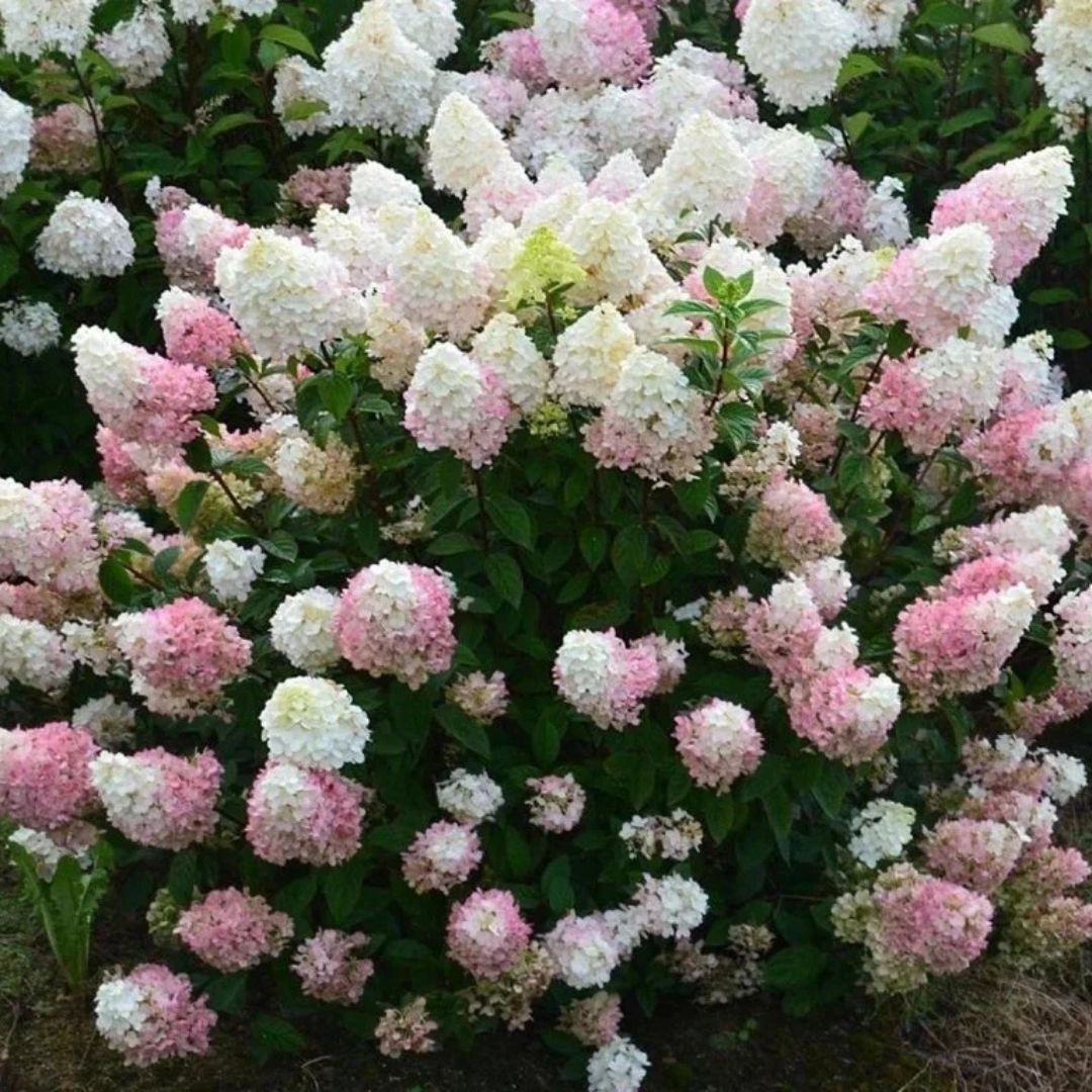 Hortenzie latnatá Sundae Fraise, výška 30–50 cm, květináč 3 l