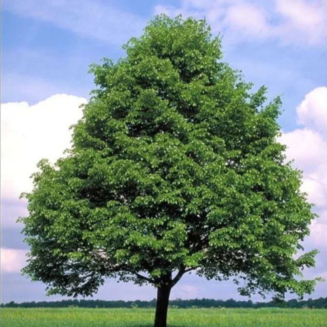 Lípa srdčitá, výška 30–60 cm, květináč 9 cm