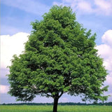 Lípa srdčitá, výška 30–60 cm, květináč 9 cm