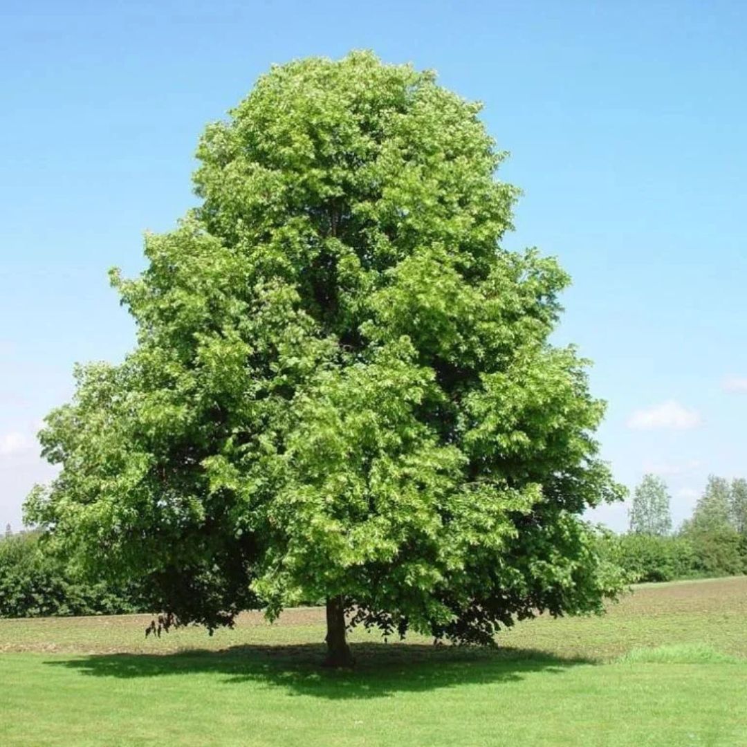 Lípa srdčitá, výška 30–60 cm, květináč 9 cm
