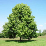 Lípa srdčitá, výška 30–60 cm, květináč 9 cm