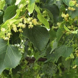Lípa srdčitá, výška 30–60 cm, květináč 9 cm