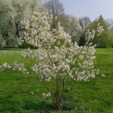 Muchovník Lamarckův, výška 20-40 cm, květináč 9 cm