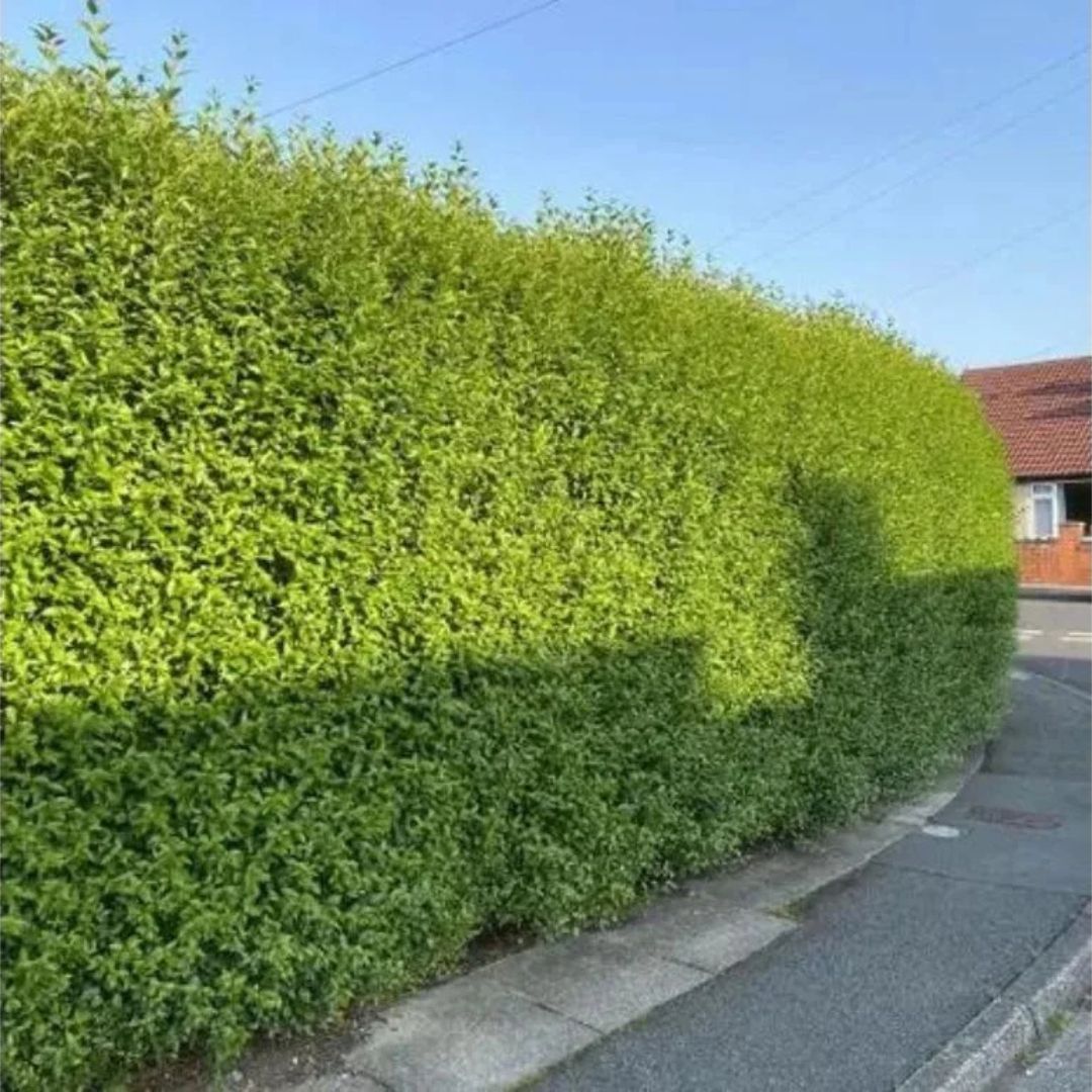 Ptačí zob vejčitolistý, výška 20–40 cm, květináč 9 cm