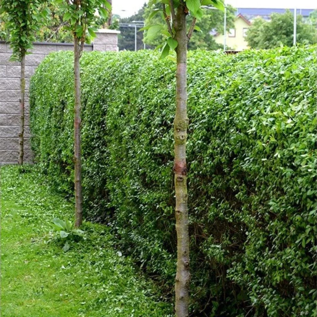 Ptačí zob vejčitolistý, výška 20–40 cm, květináč 9 cm