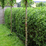 Ptačí zob vejčitolistý, výška 20–40 cm, květináč 9 cm
