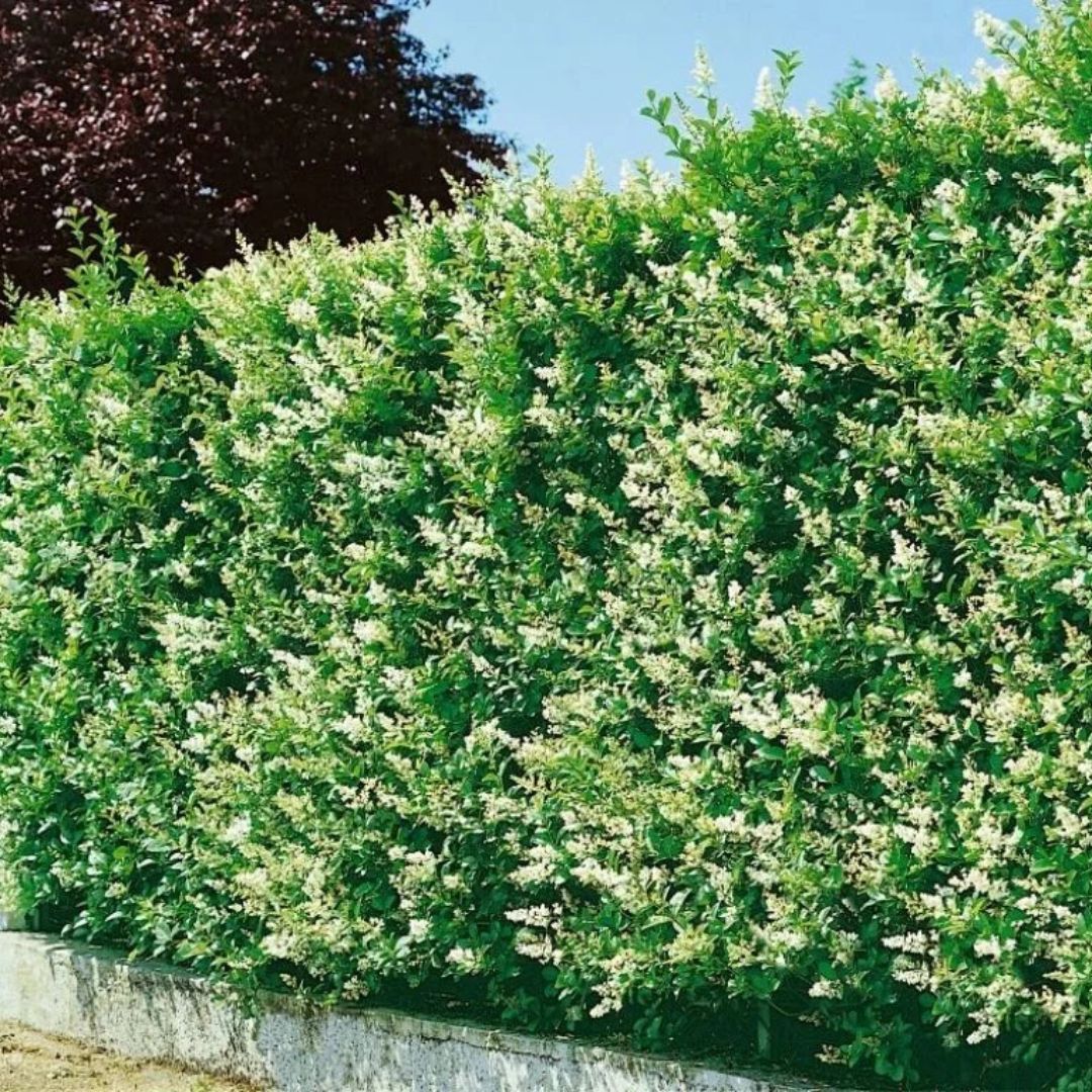 Ptačí zob vejčitolistý, výška 20–40 cm, květináč 9 cm