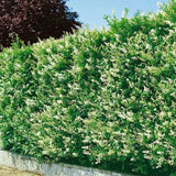 Ptačí zob vejčitolistý, výška 20–40 cm, květináč 9 cm