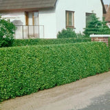 Ptačí zob vejčitolistý, výška 20–40 cm, květináč 9 cm