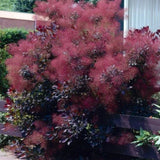 Ruj vlasatá Royal Purple, výška 15–30 cm, květináč 9 cm