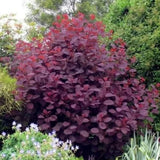 Ruj vlasatá Royal Purple, výška 15–30 cm, květináč 9 cm