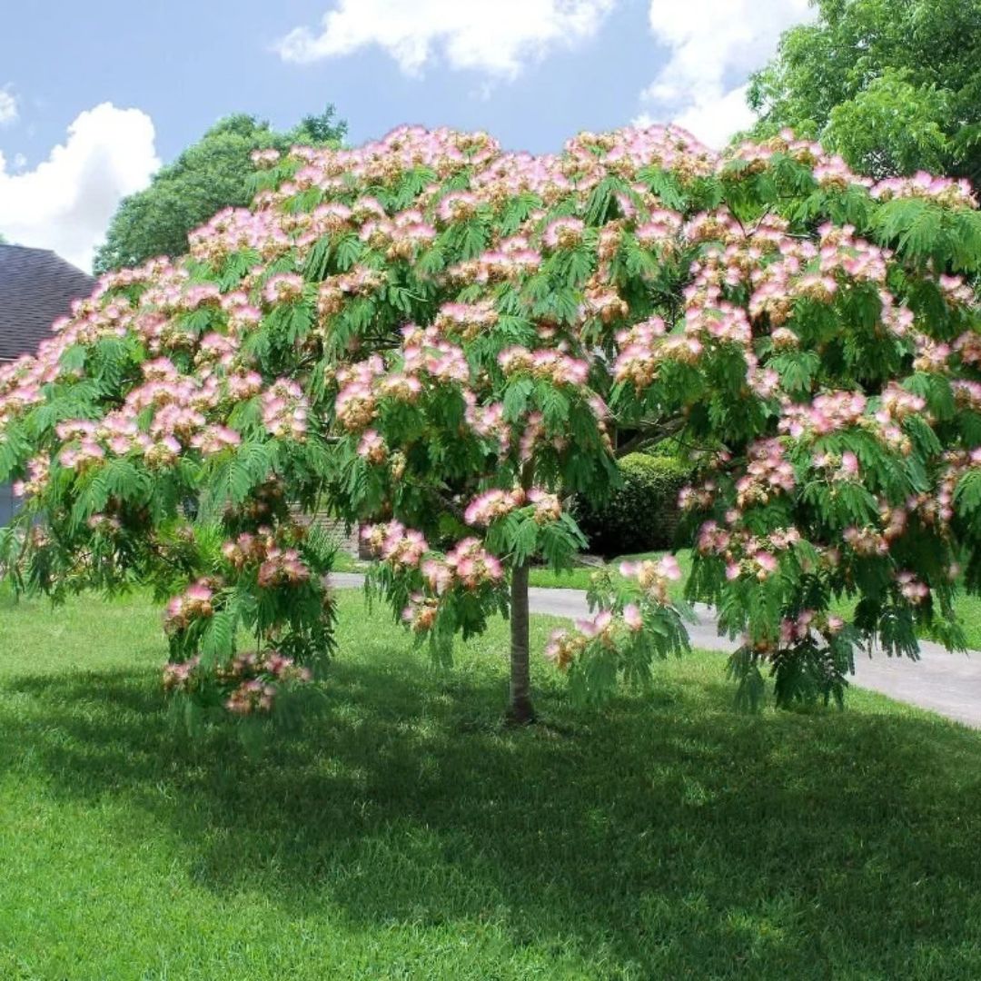 Albízie růžová, výška 40–70 cm, květináč 1 l