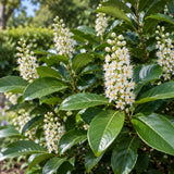 Bobkovišeň lékařská Rotundifolia, výška 20–40 cm, květináč 9 cm