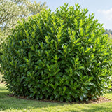 Bobkovišeň lékařská Rotundifolia, výška 20–40 cm, květináč 9 cm