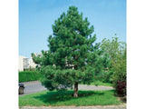 Borovice černá, výška 15–30 cm, květináč 9 cm