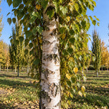 Bříza bělokorá převislá Fastigiata, výška 30–50 cm, květináč 19 cm