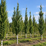 Bříza bělokorá převislá Fastigiata, výška 30–50 cm, květináč 19 cm