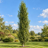 Bříza bělokorá převislá Fastigiata, výška 30–50 cm, květináč 19 cm