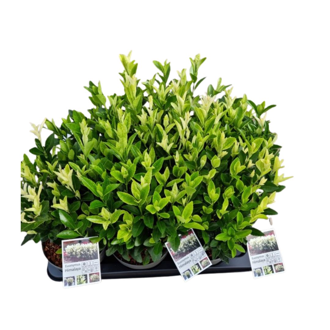 Brslen japonský Himalaya, výška 20–30 cm, květináč 17 cm