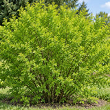 Čimišník stromovitý, výška 30–60 cm, květináč 2 l