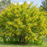 Čimišník stromovitý, výška 30–60 cm, květináč 2 l