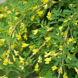 Čimišník stromovitý, výška 30–60 cm, květináč 2 l