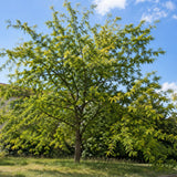 Dřezovec trojtrnný, výška 30–60 cm, květináč 9 cm